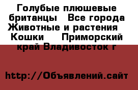 Голубые плюшевые британцы - Все города Животные и растения » Кошки   . Приморский край,Владивосток г.